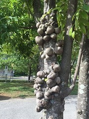 樹木の瘤 こぶ は病気の症状 桜興業 静岡県浜松市