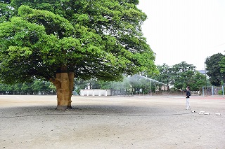 カイガラムシの防除