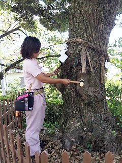 スジダイの精密診断