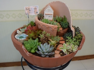 多肉植物の寄せ植え販売