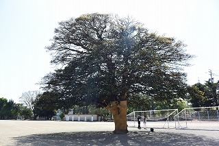 N高等学校のクロガネモチ
