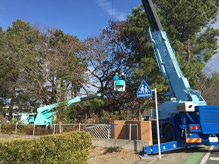 危険木の伐採